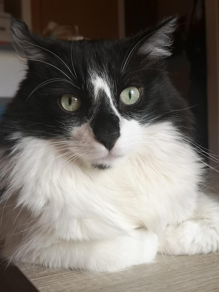 Gato en la clínica